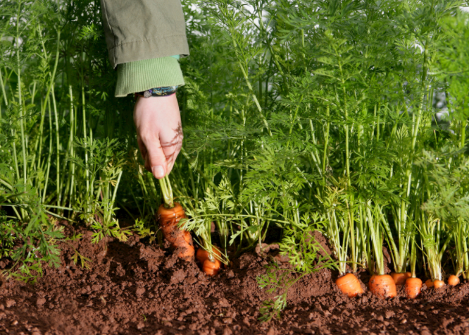 ������A�Ȝy���x��ô����