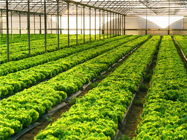 �߲˴���N���½���(sh��)�(y��n)�ҙz�y(c��)�(xi��ng)Ŀ���x������